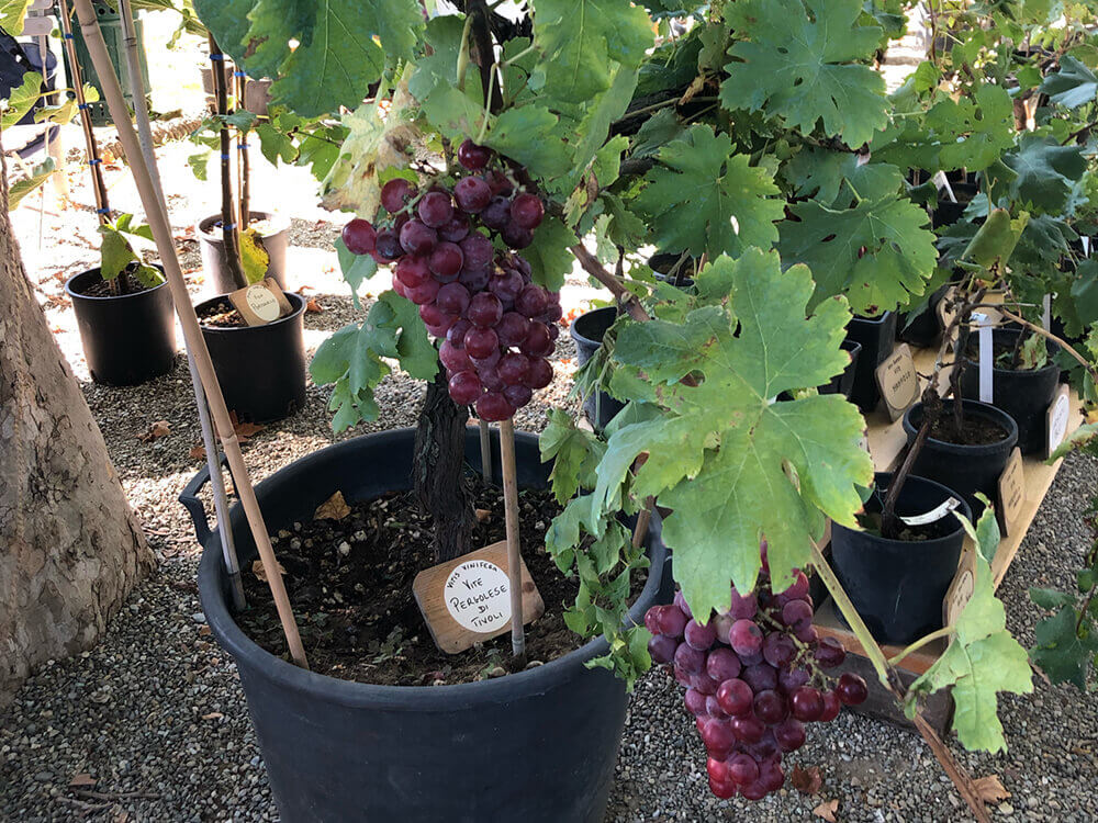 ブドウ 葡萄 の育て方 鉢植えで栽培できる 仕立て方や実がなるまでの期間は Greensnap グリーンスナップ