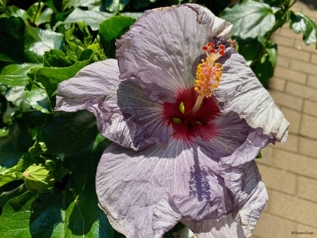 ハイビスカス 枯れかけの花