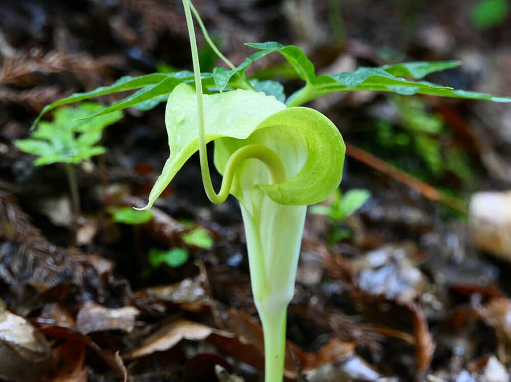 ウラシマソウ(浦島草)の育て方｜植え替え方法は？球根の増やし方は ...