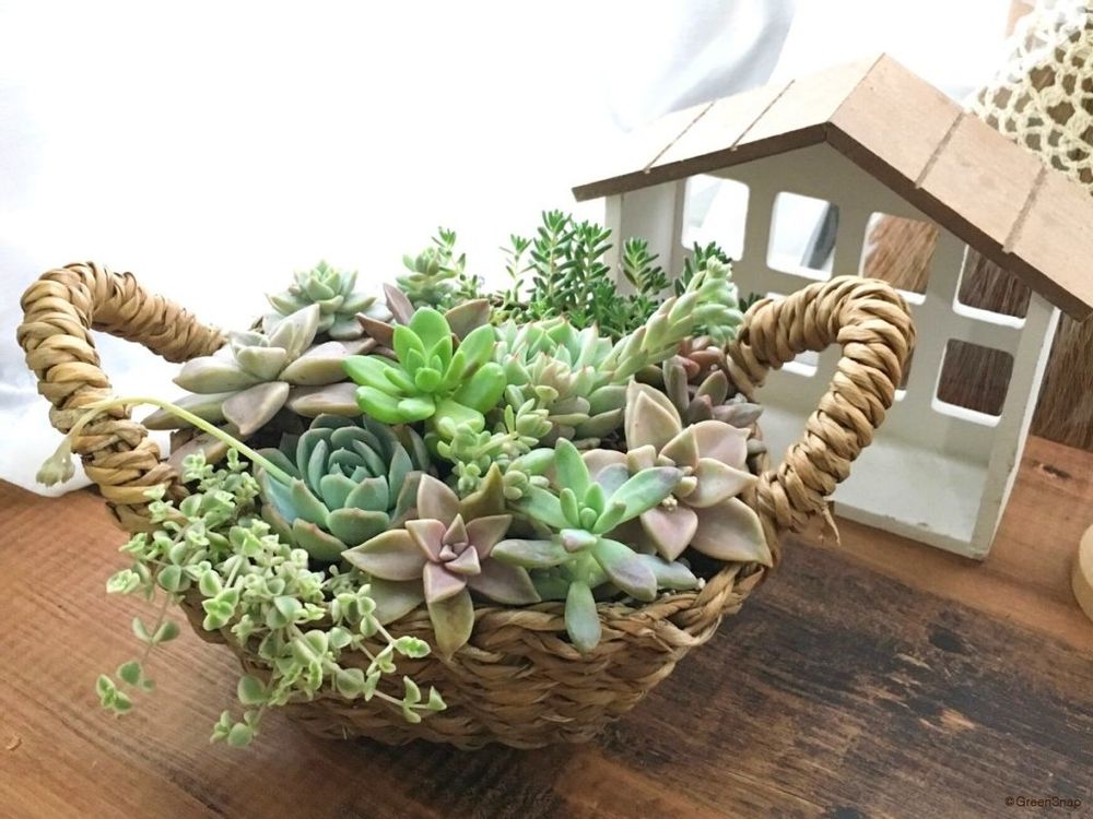 多肉植物 寄せ植え