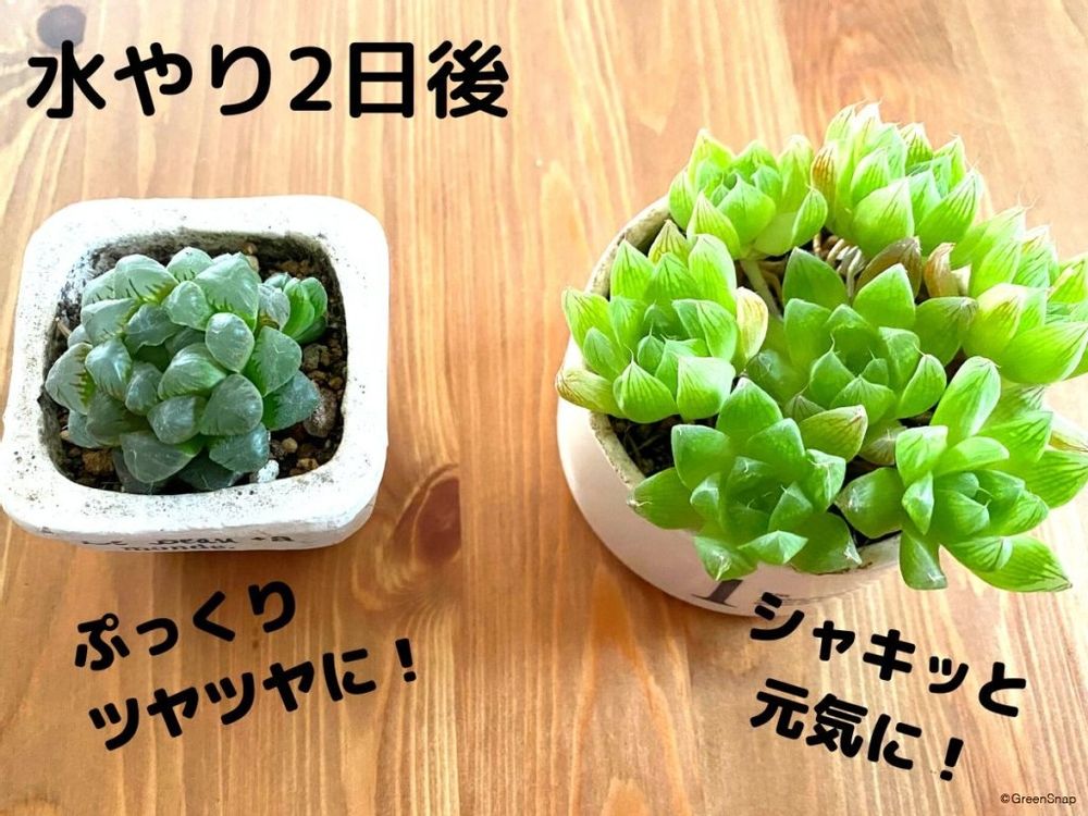 多肉植物 水やり後