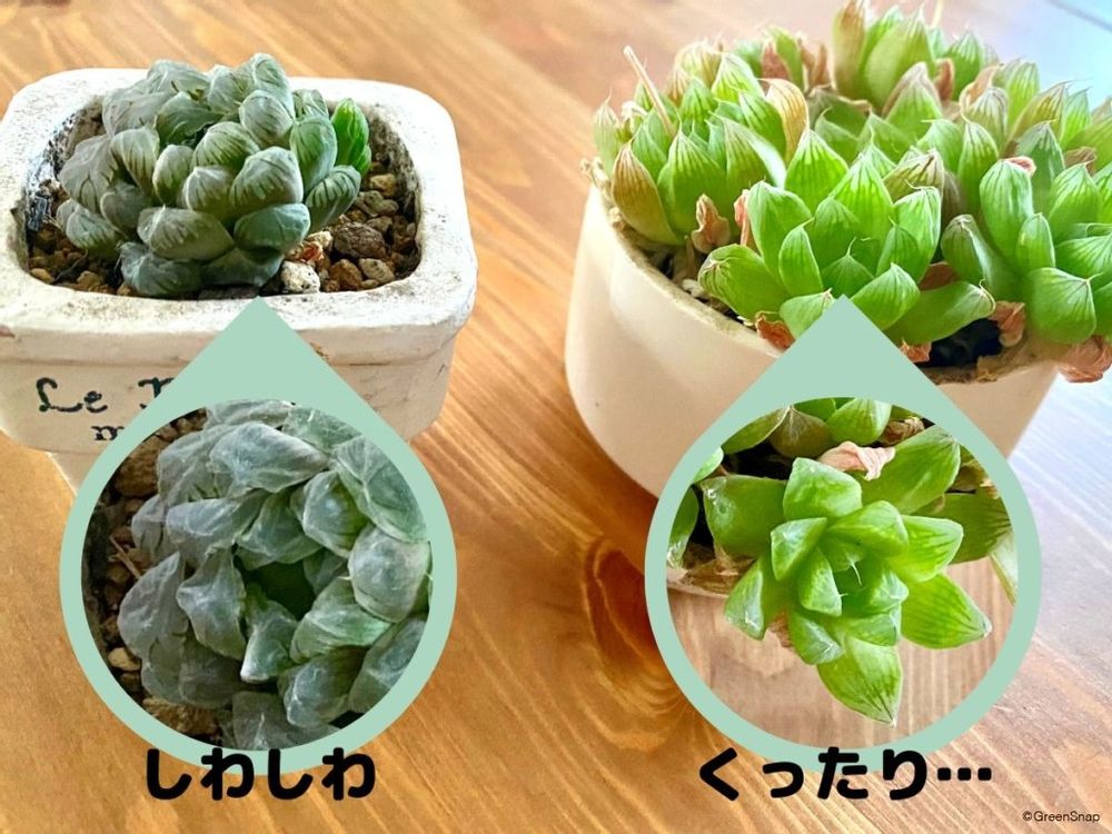 多肉植物 水やり前