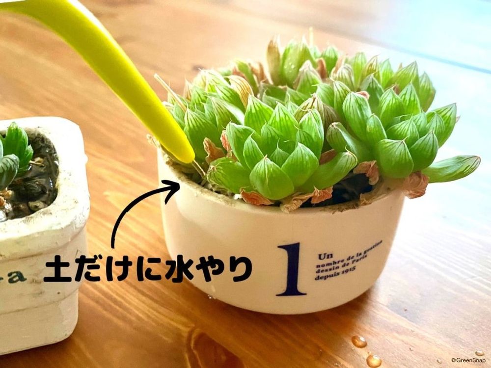 多肉植物 水やり