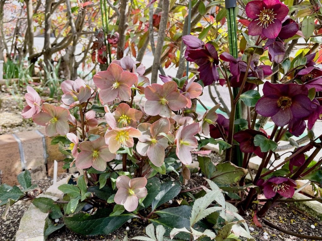 クリスマスローズ