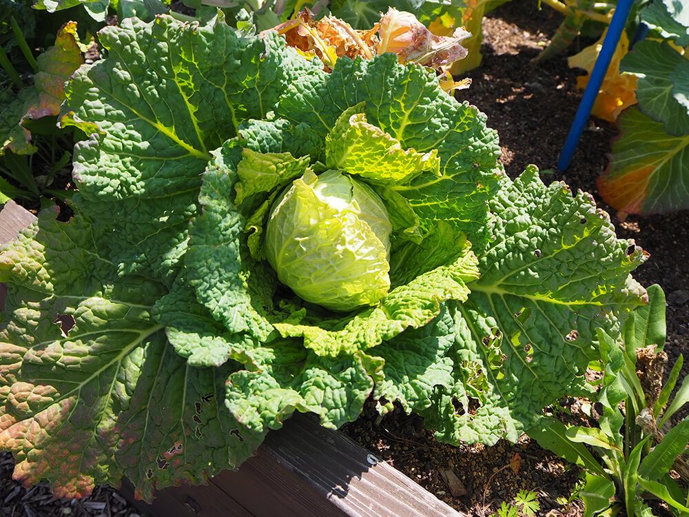 白菜 GSオリジナル