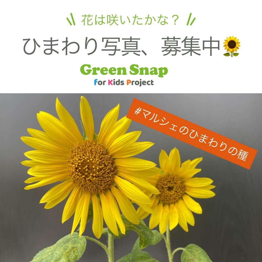 マルシェのひまわりの種