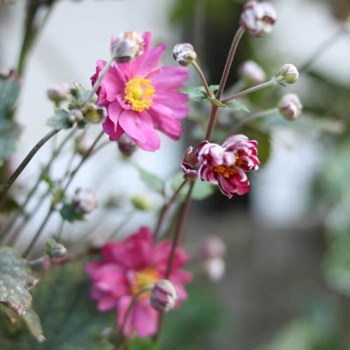 シュウメイギク(秋明菊)の育て方｜花が終わったらどうする？苗の植え
