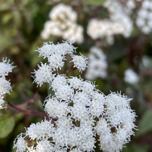 フジバカマ 藤袴 の育て方 苗の植え付け時期 注意すべき病気は Greensnap グリーンスナップ