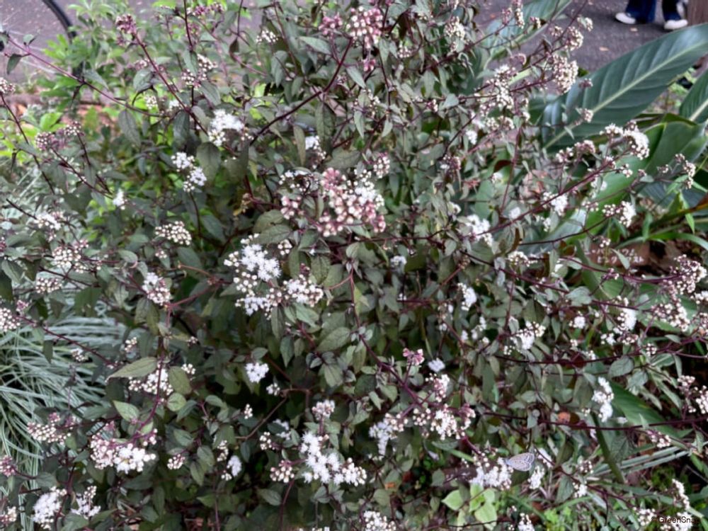 フジバカマ 藤袴