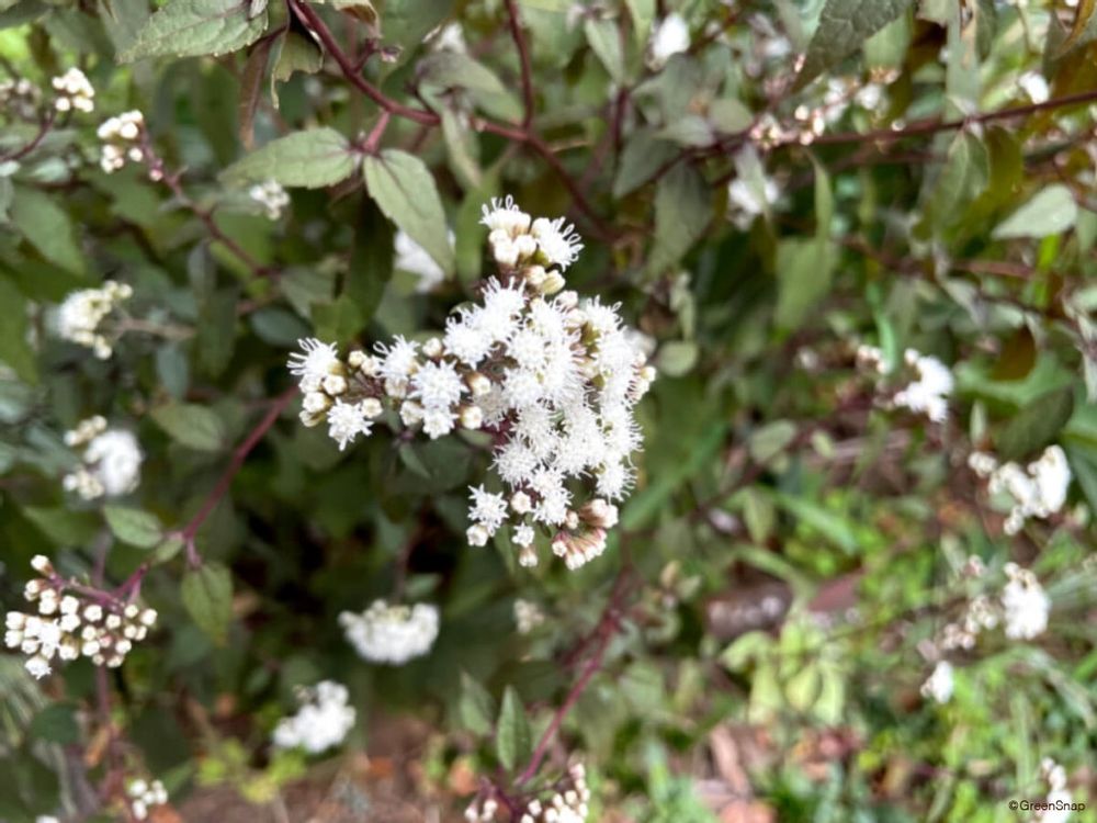 フジバカマ 藤袴