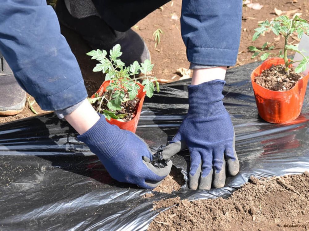 ミニトマト マルチング