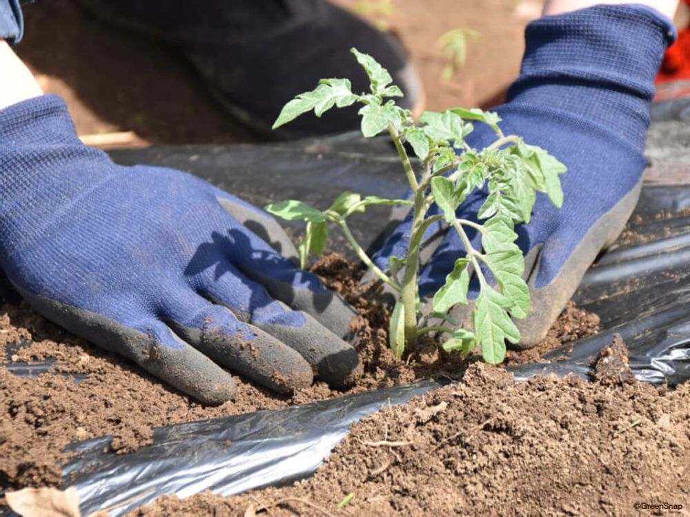 ミニトマト 苗の植え付け