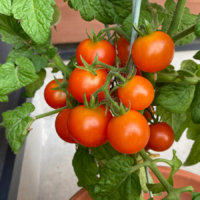 ミニトマトの育て方を徹底解説！プランター栽培の方法は？水やりのコツや、苗の植え方は？の画像