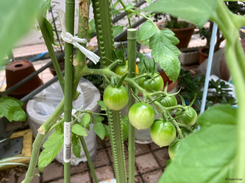 ミニトマト 誘引