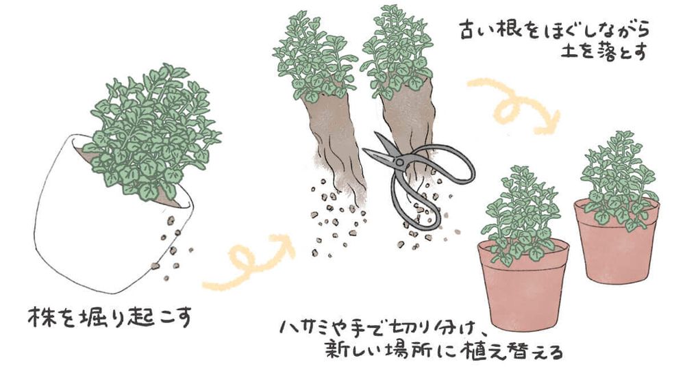 ミント 株分け イラスト