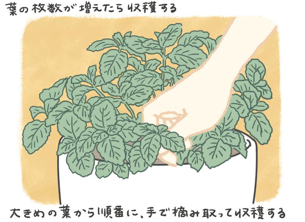 ミント 収穫 イラスト