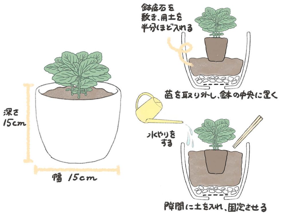ミント 植え付け イラスト