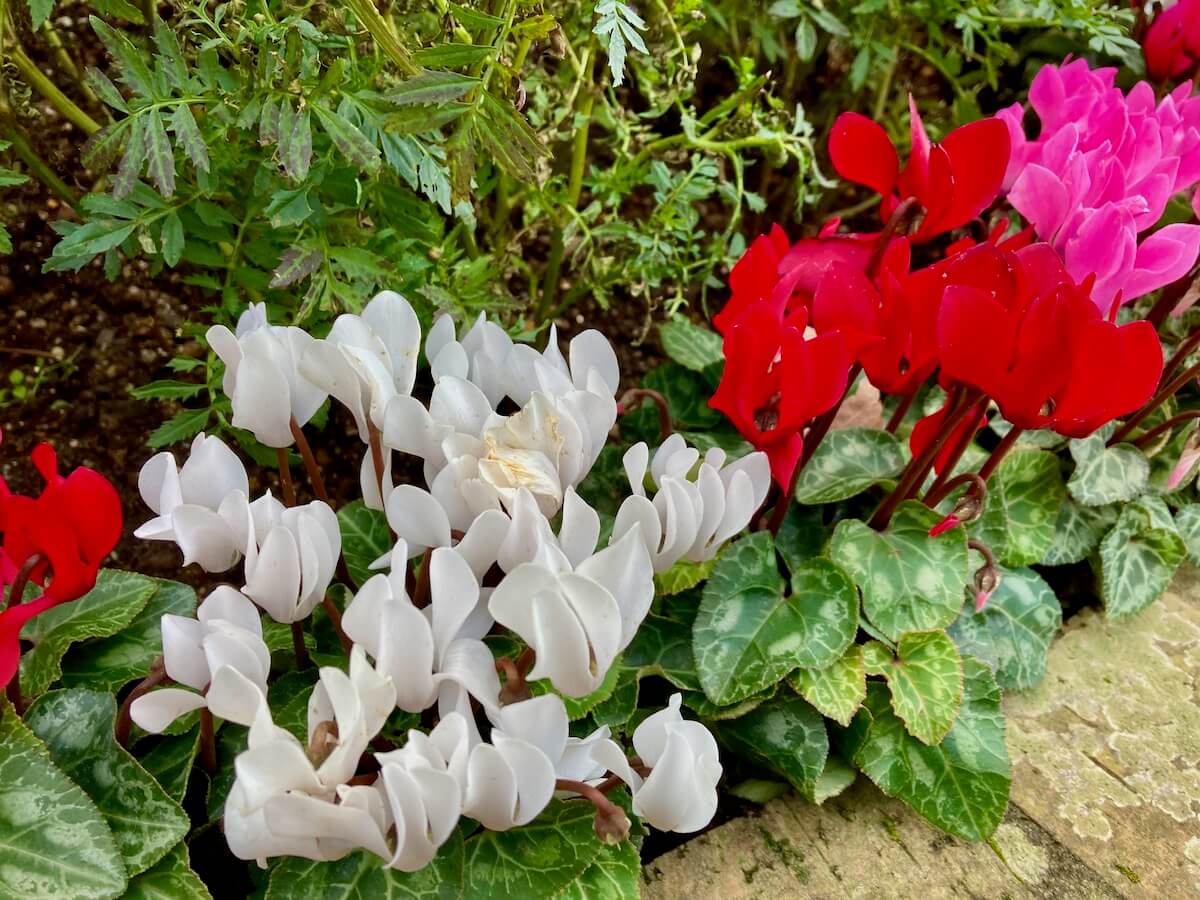 ガーデンシクラメン