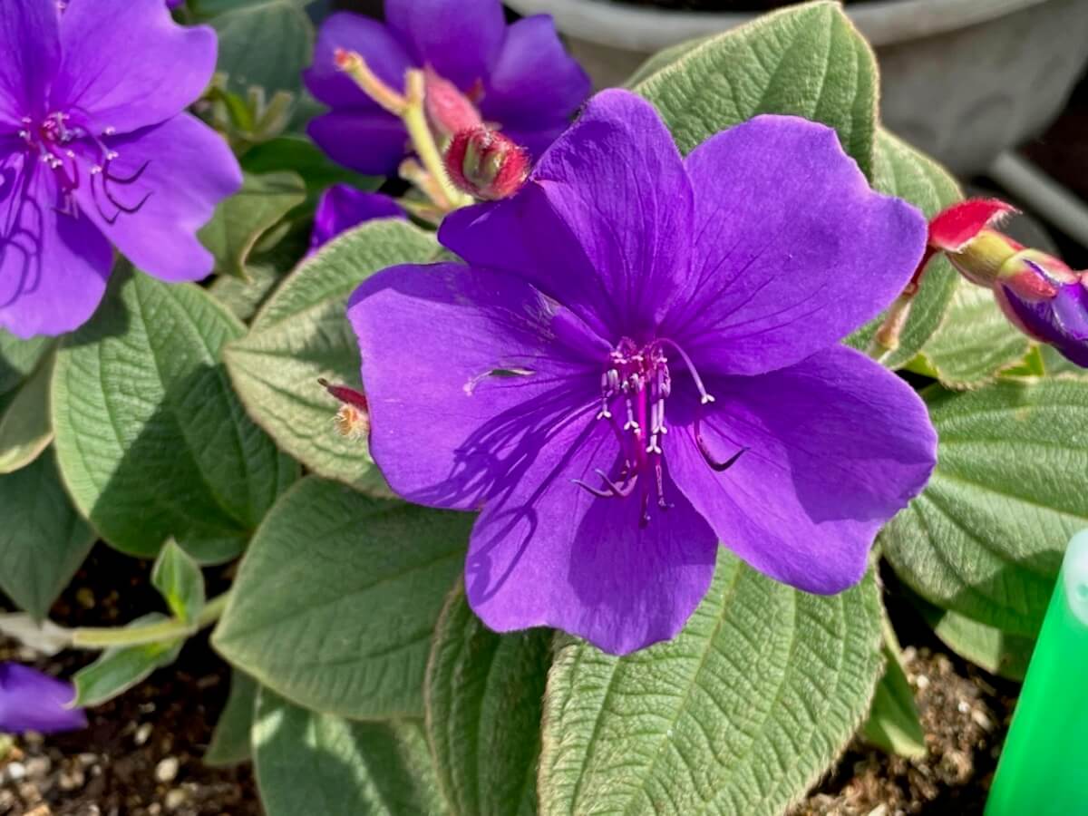 シコンノボタン