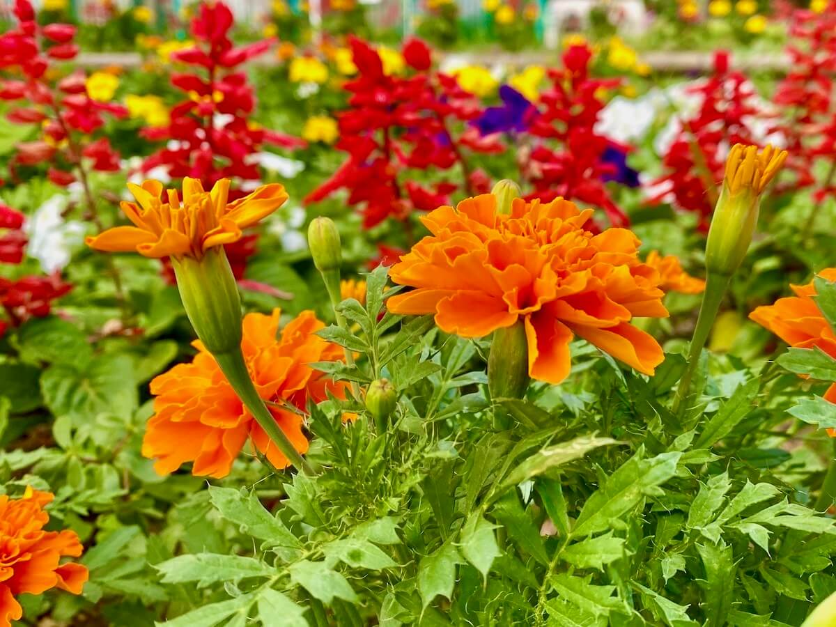 マリーゴールド