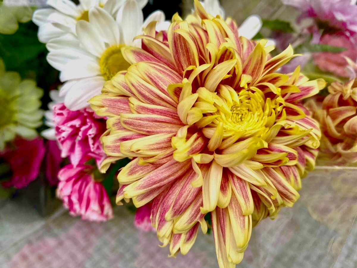 秋の花図鑑30選 ガーデニング向きの秋に咲く花といえば 名前 種類まとめ Greensnap グリーンスナップ
