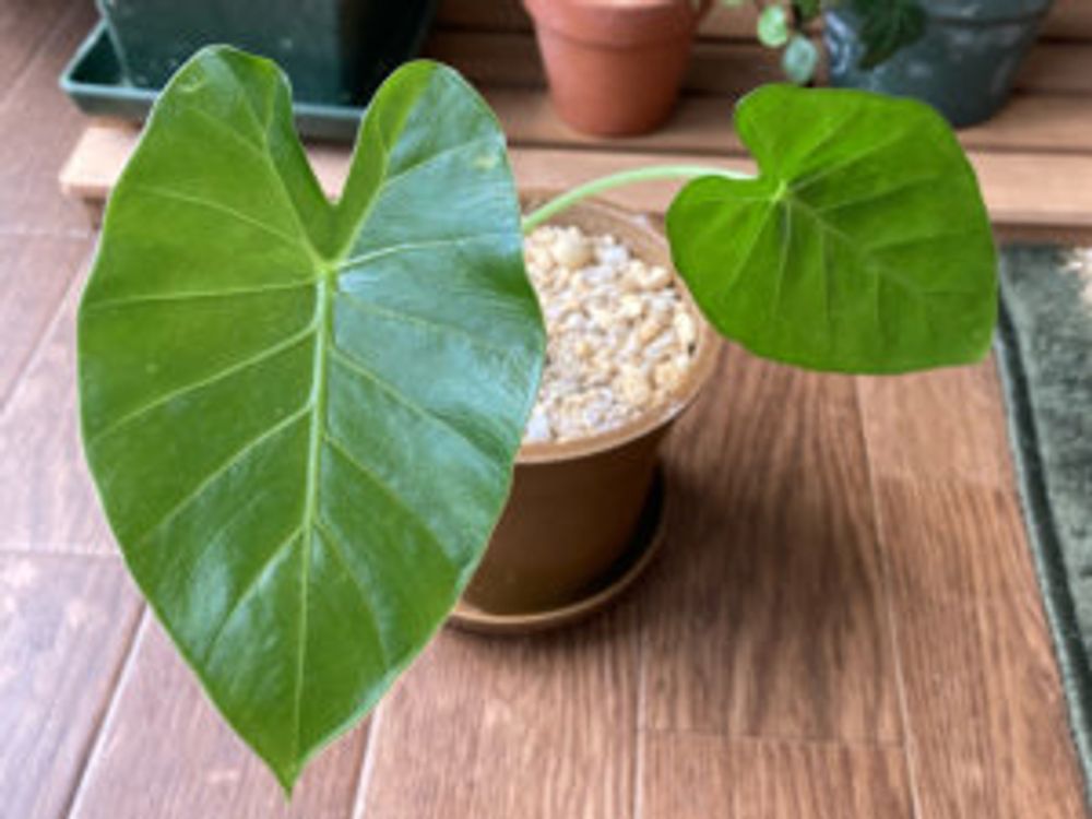 クワズイモ　室内