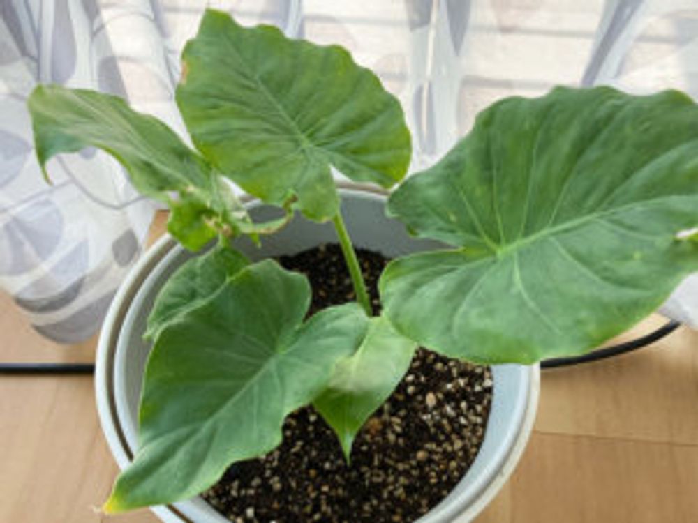 クワズイモ　窓辺