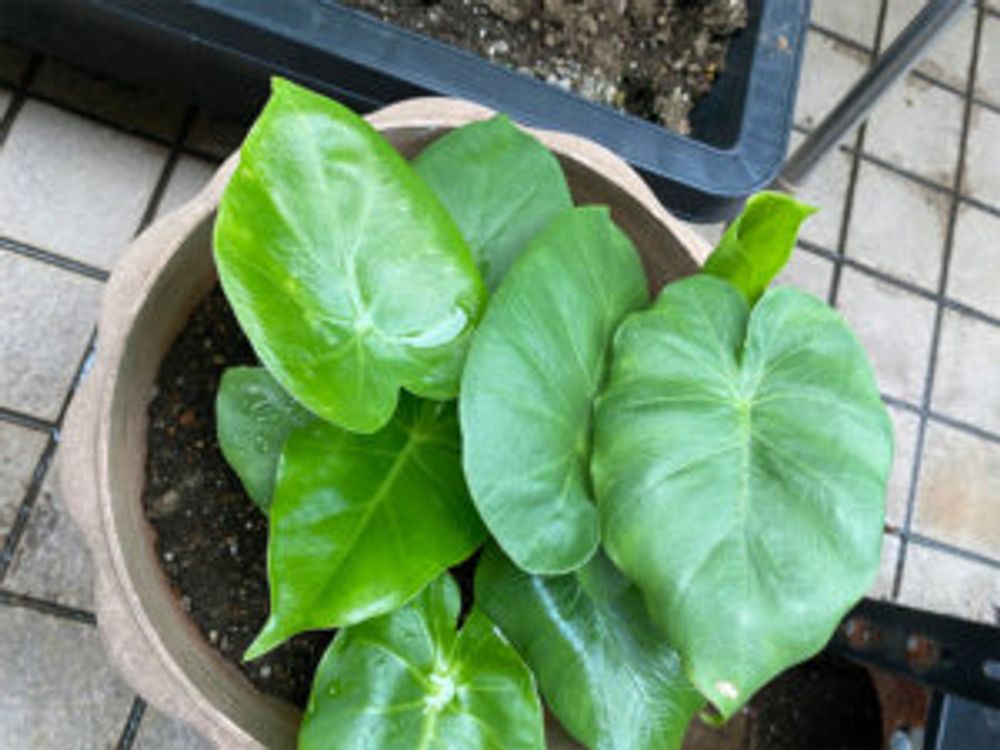 クワズイモ　鉢植え