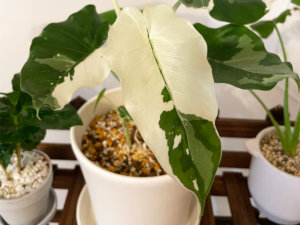 クワズイモの植え替えで失敗しないコツ】おすすめの土配合は？｜🍀GreenSnap（グリーンスナップ）