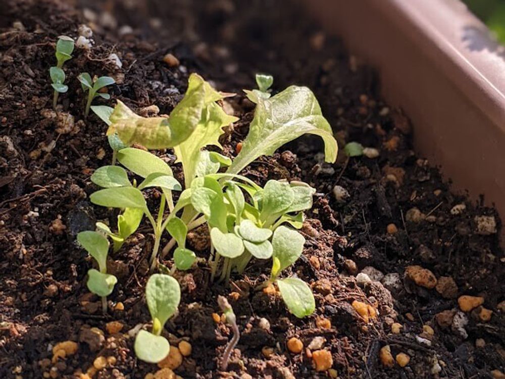 サニーレタス GSオリジナル