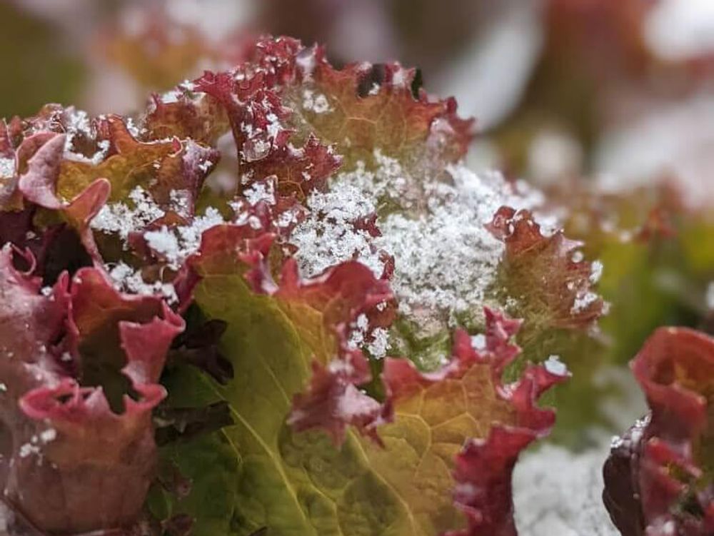 サニーレタス GSオリジナル