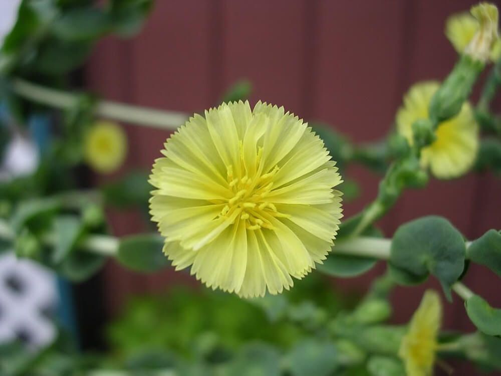 サニーレタス GSオリジナル