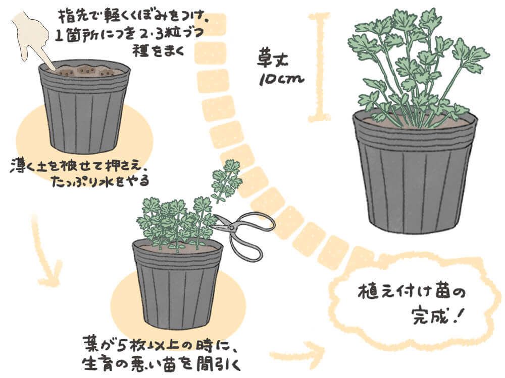 イタリアンパセリ 種まき・間引き イラスト