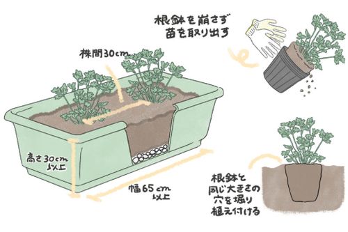 イタリアンパセリの育て方 収穫時期はいつ 種まきや苗植えの方法は Greensnap グリーンスナップ