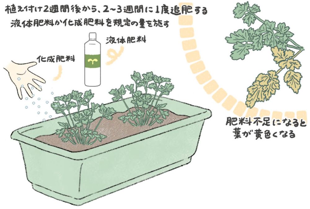 イタリアンパセリ 肥料・追肥 イラスト
