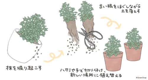 ミントの育て方 種まきや苗を植える時期は 鉢植えで室内栽培できる Greensnap グリーンスナップ