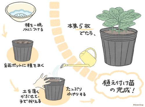 ミントの育て方を徹底図解 鉢植えで室内栽培するメリットとは 種まきの時期は Greensnap グリーンスナップ