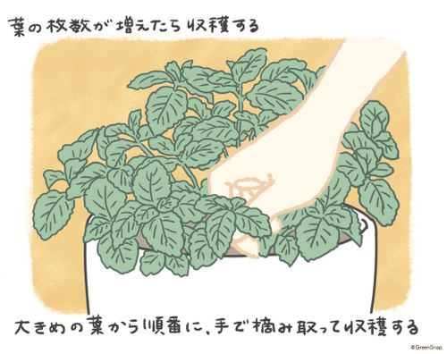 ミントの育て方 種まきや苗を植える時期は 鉢植えで室内栽培できる Greensnap グリーンスナップ