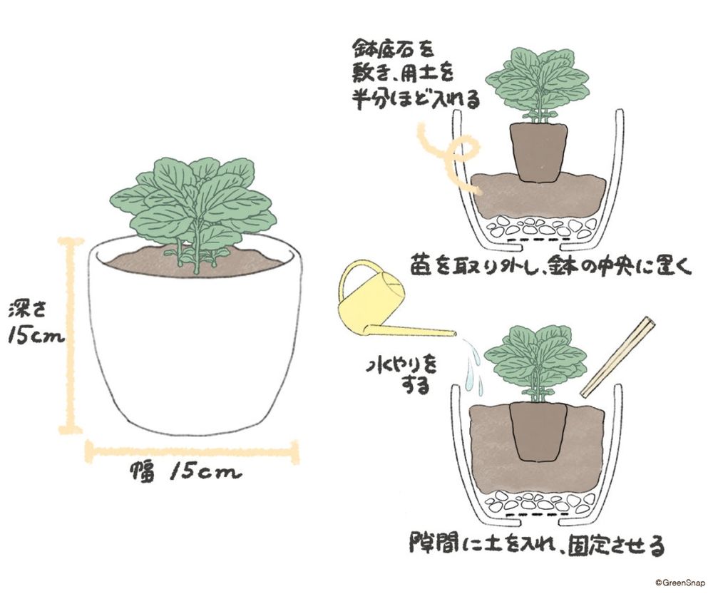 ミント 植え付け イラスト