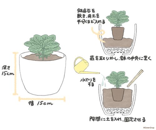 ミントの育て方を徹底図解 鉢植えで室内栽培するメリットとは 種まきの時期は Greensnap グリーンスナップ