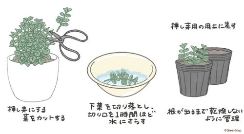 ミントの育て方 種まきや苗を植える時期は 鉢植えで室内栽培できる Greensnap グリーンスナップ