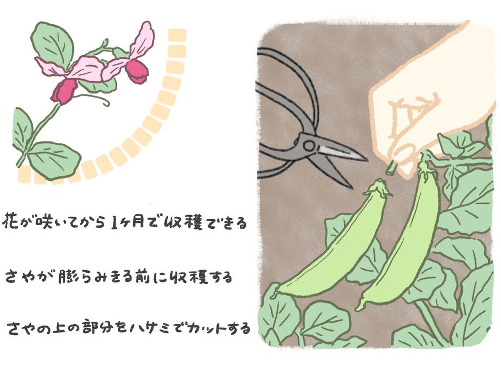 えんどう豆 収穫 イラスト