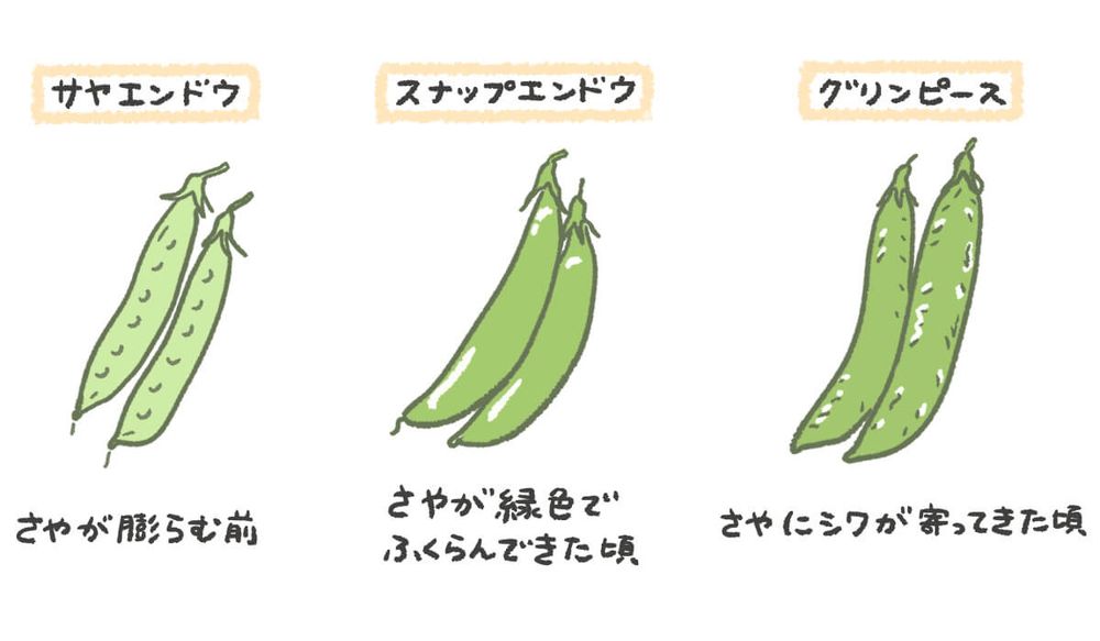 えんどう豆 収穫時期 イラスト