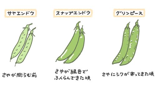 えんどう豆 スナップエンドウ の育て方 種まきの時期は プランター栽培もできる Greensnap グリーンスナップ