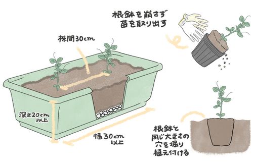 えんどう豆 スナップエンドウ の育て方 種まきの時期は プランター栽培もできる Greensnap グリーンスナップ