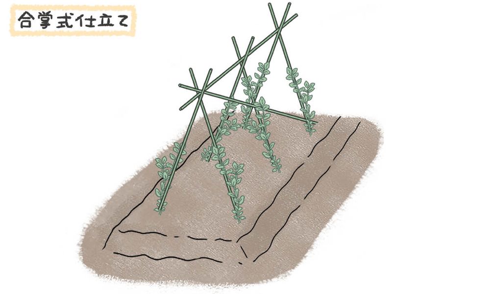 えんどう豆 支柱立て 地植え イラスト