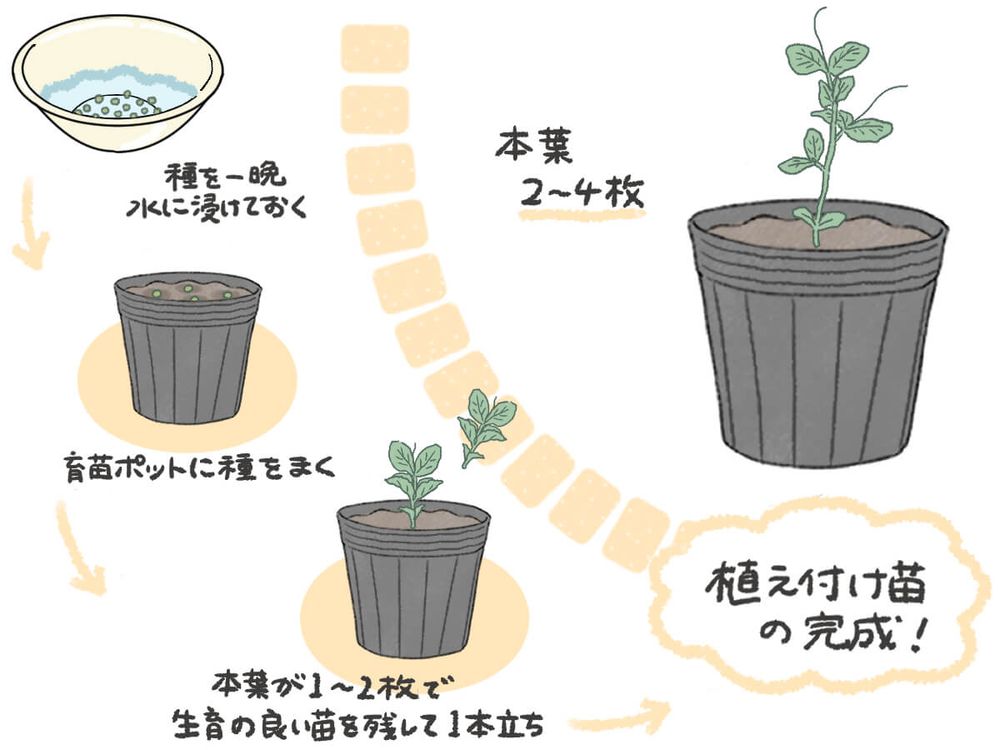えんどう豆 種まき イラスト