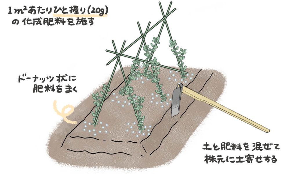 えんどう豆 肥料・追肥 イラスト