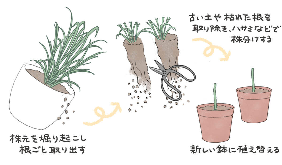 グラス 人気 育て 方