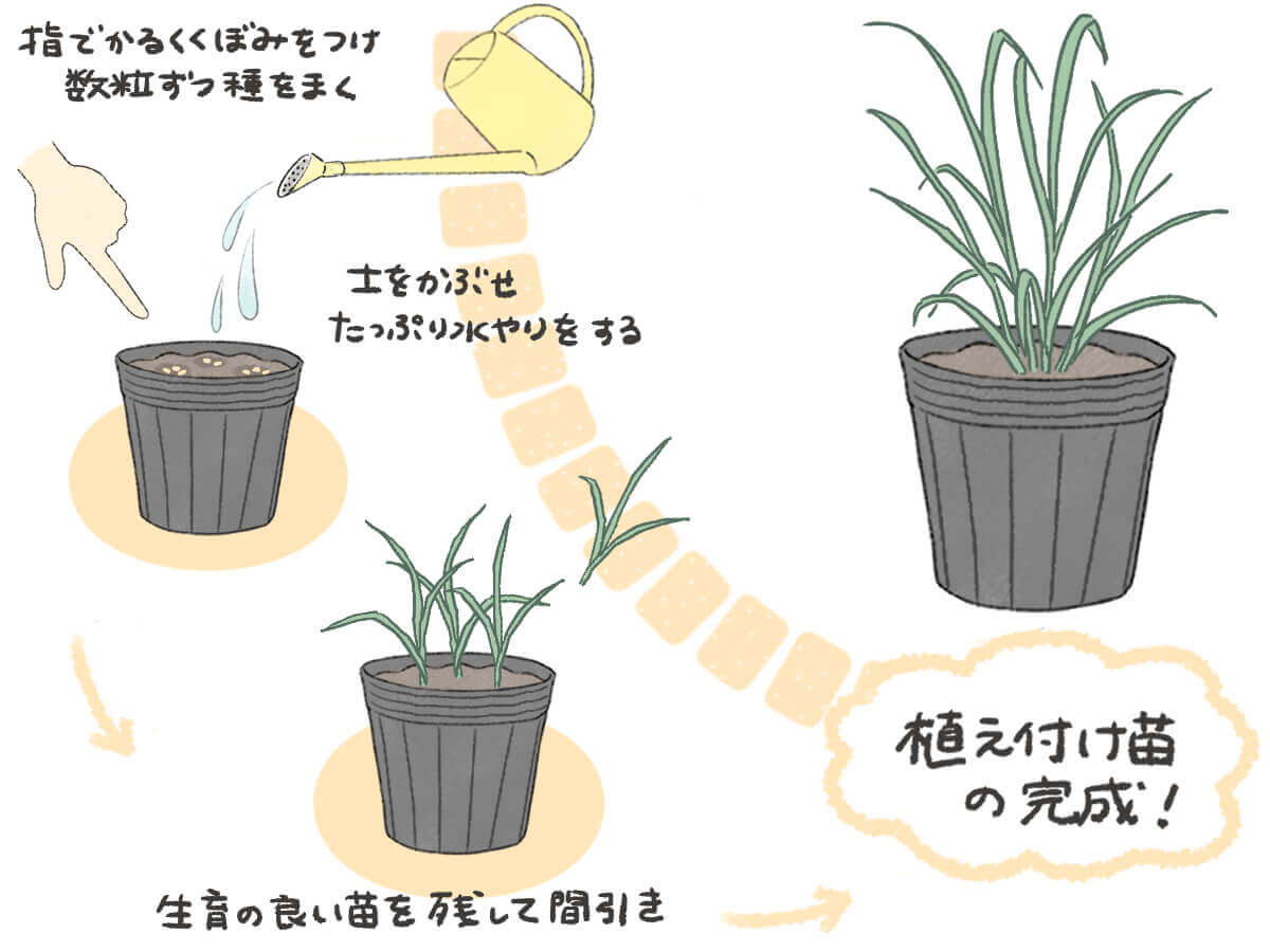 レモングラスの育て方｜鉢植えや地植えの栽培方法は？花は咲くの